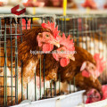 Full Wire Mesh Galvanized Chicken Battery Cage In Dubai